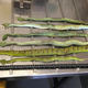 Snakes that have been euthanized after being shipped from Northern Europe and arriving in Australia in mid-March (Australian Department of Agriculture and Water Resources)